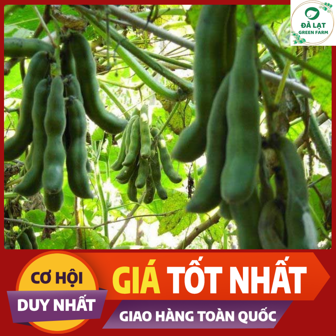5H_HẠT GIỐNG ĐẬU ME/ĐẬU MÈO (DỄ TRỒNG)