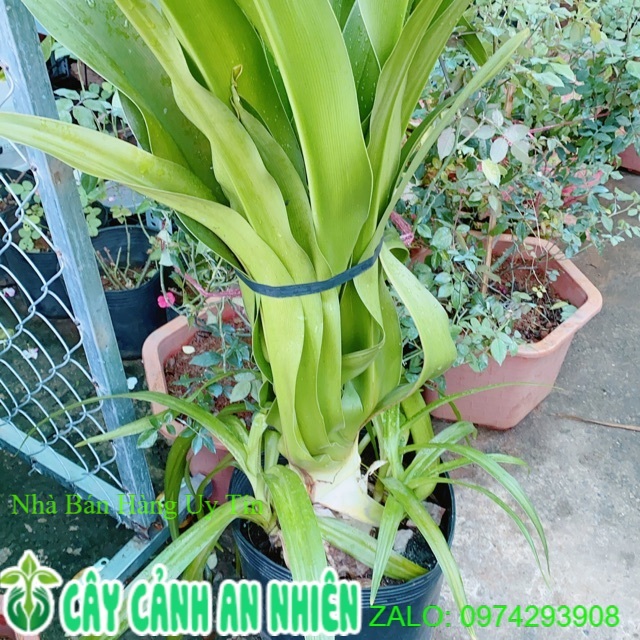 Cây đại tướng quân cao 1m