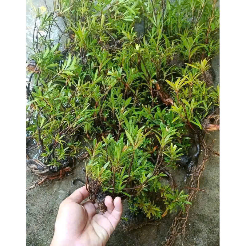 mị nương - cây thủy sinh trang trí bể cá bể thủy sinh bể bán cạn size cao 25cm