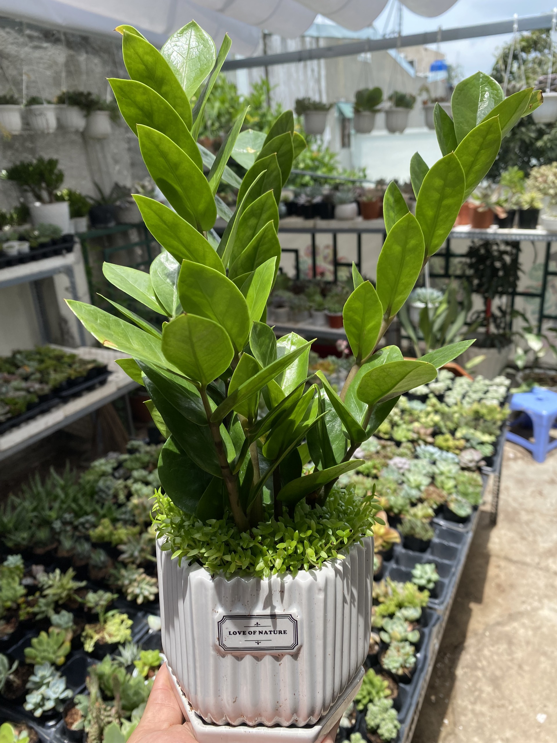 [HCM]Cây Kim Tiền Thái