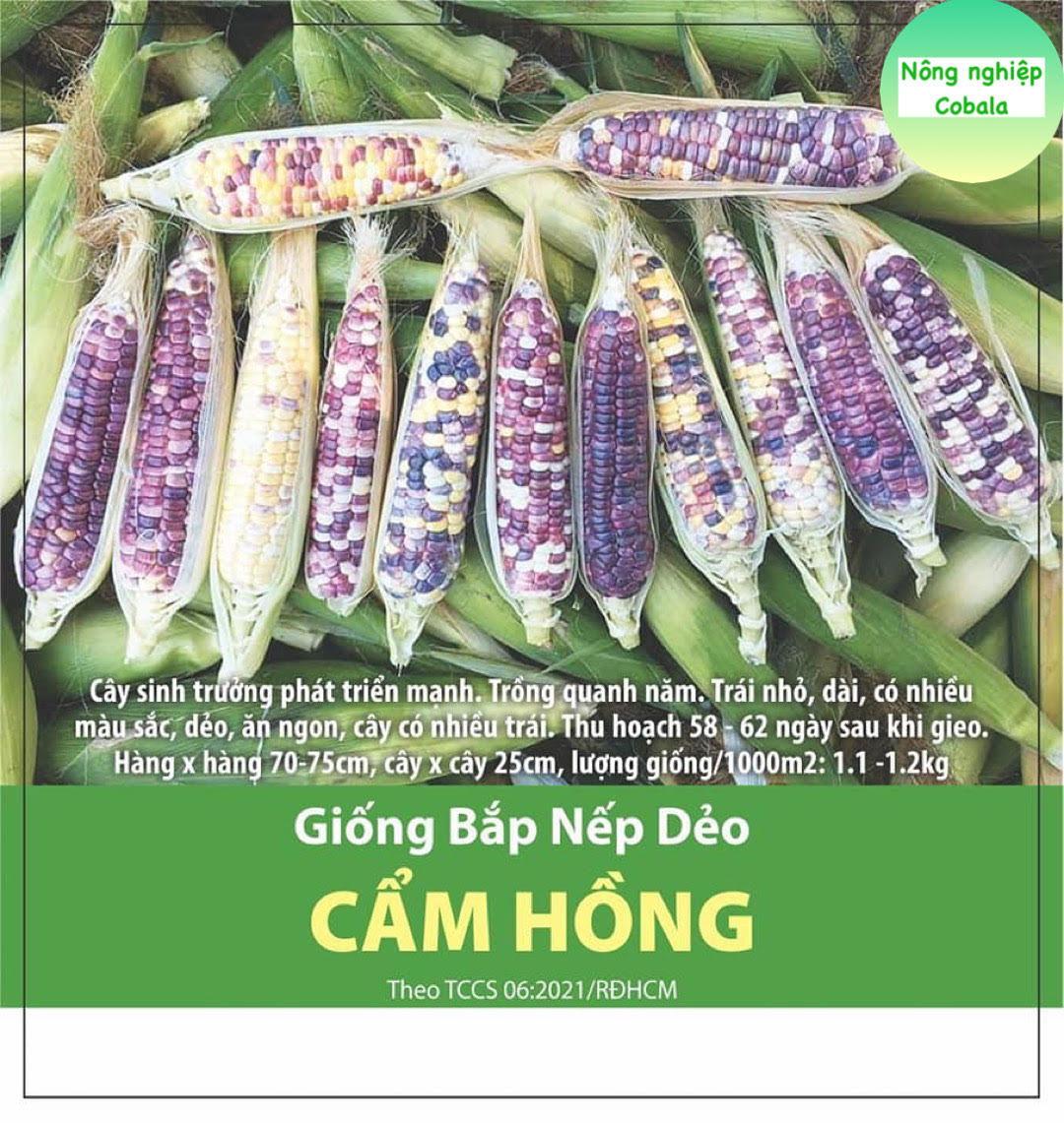 Hạt Giống Bắp Nếp Dẽo Cẩm Hồng (5gr)