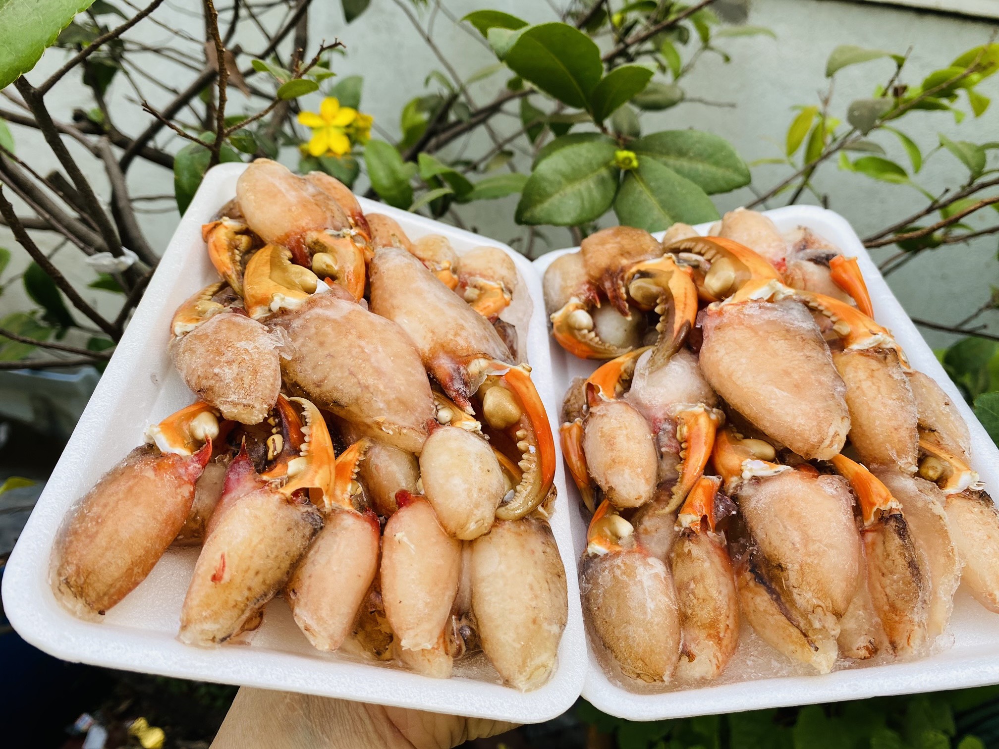 1kg thịt càng cua lớn