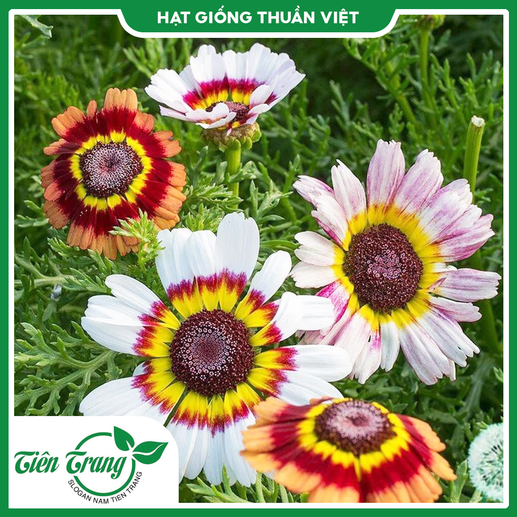 Hạt giống hoa Cúc Chi nhiều màu TN