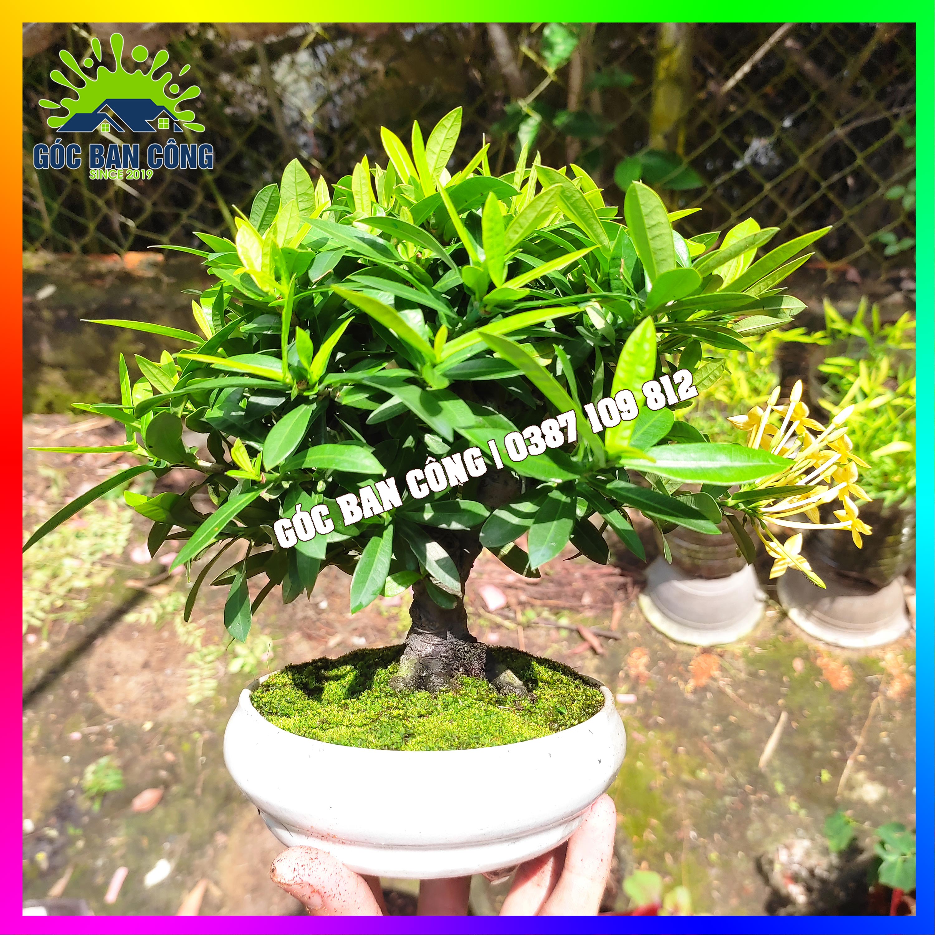Cây Mẫu Đơn Trang Vàng Bonsai Mini