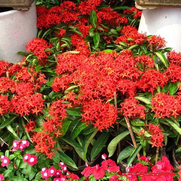 combo 3 bầu hoa mẫu đơn đỏ mỹ(hoa trang hồng đỏ), gửi đi nguyên bầu cây giống