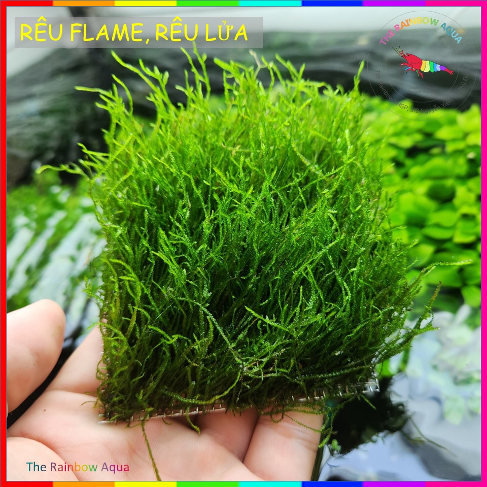 Rêu flame, rêu lửa | 1 vỉ | rêu trải nền thủy sinh, gắn đá, lũa,...