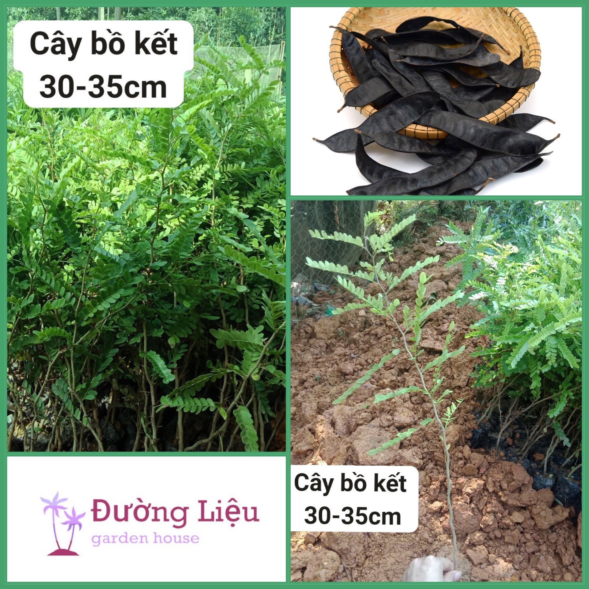 Giống cây bồ kết, Cây cao 30-35cm