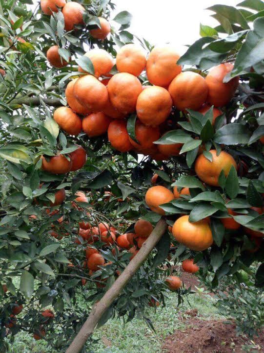 Cây giống Cam đường Canh ngon ngọt, bổ dưỡng - C077