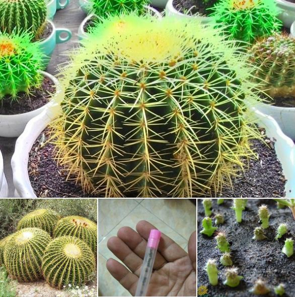 Hạt giống hoa xương rồng kim hổ  - 20 hạt/gói