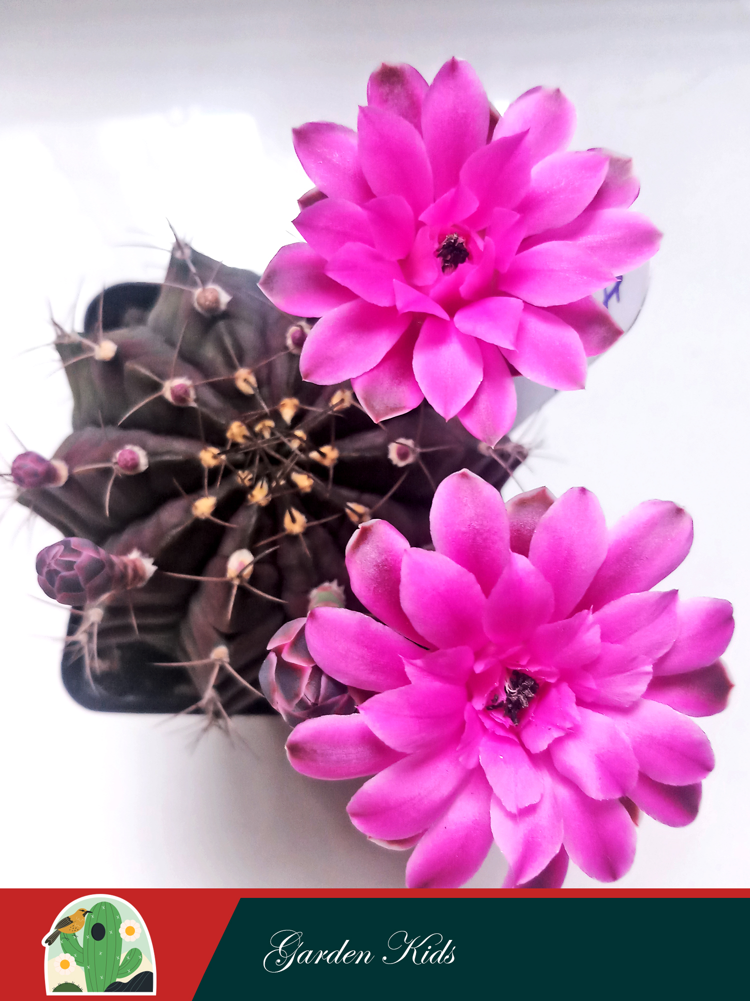 Xương rồng Gymnocalycium Anisitsii