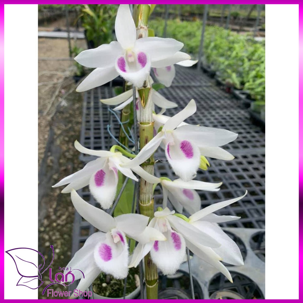 Hoa phong lan giả hạc, phi điệp đột biến 5 cánh trắng phú thọ