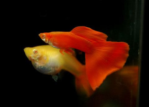1 CẶP CÁ 7 MÀU FULL RED, RỦI RO CHỤP ẢNH HOÀN TIỀN