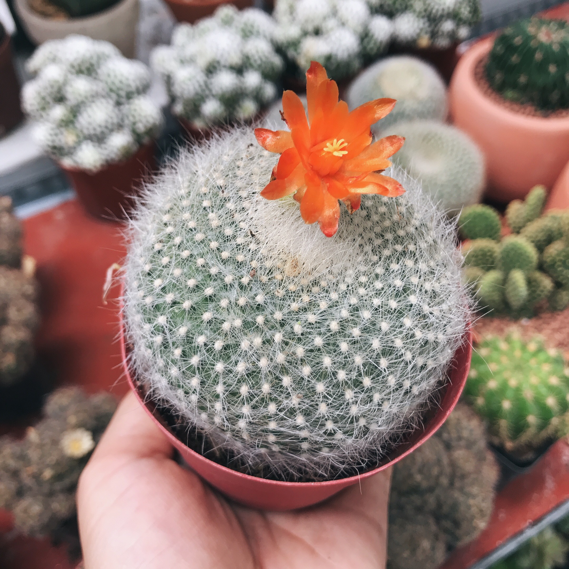 Xương rồng Lông thiên Nga