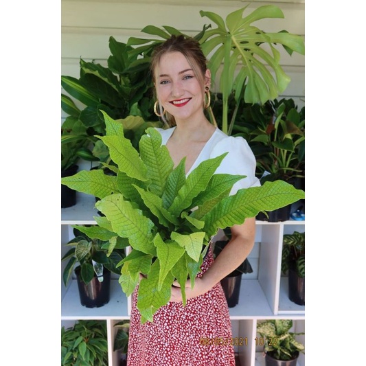 Dương xỉ cá sấu - Clocodile fern, cây xinh cực đẹp