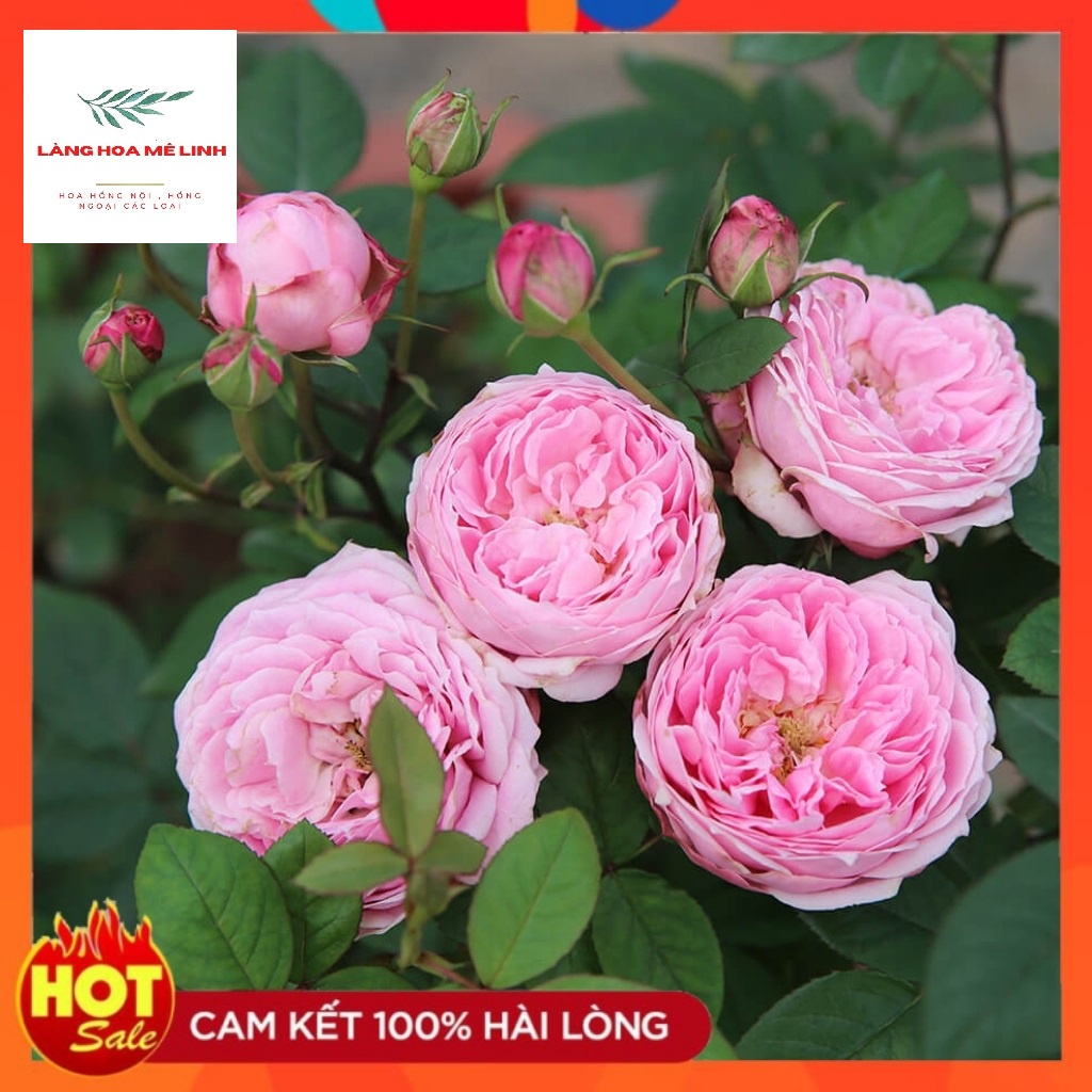 Lịch sử giá Hoa hồng Bụi Miyako màu hồng - Trung tâm của những ...