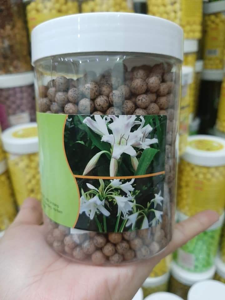 Viên trinh nữ hoàng cung cao xạ đen