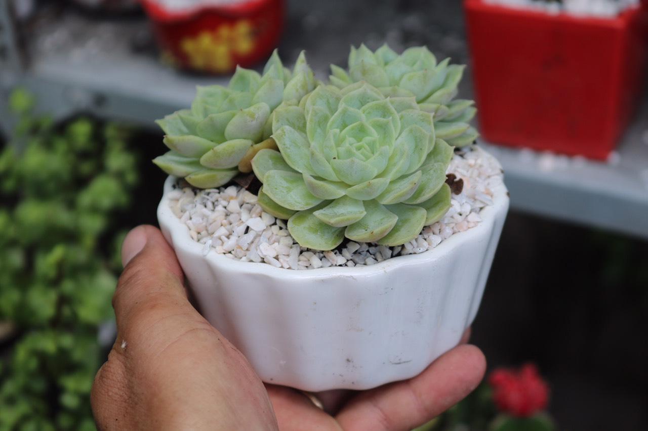 Chậu sứ 3 cây sen đá
