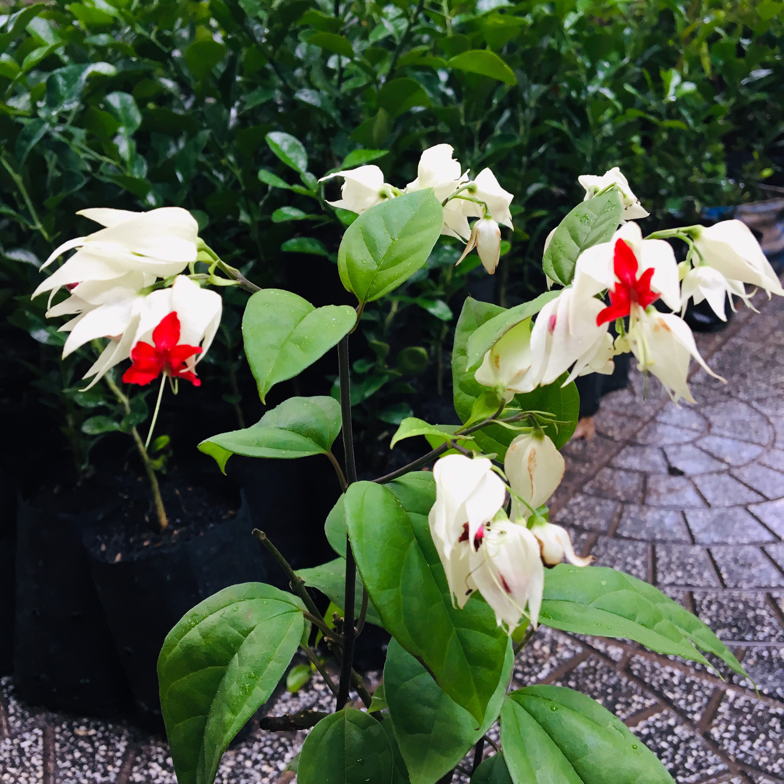 CÂY GIỐNG HOA NGỌC NỮ CÒN GỌI LÀ HOA TI GON TRẮNG (TIGON TRẮNG)