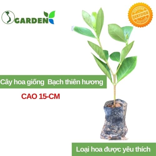 Combo 5 cây giống hoa bạch thiên hương, cây khỏe mạnh như hình