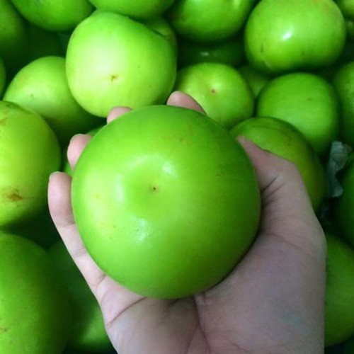Cây TÁO ĐẠI ghép, giống cây siêu quả, quả ngọt, cam kết chất lượng