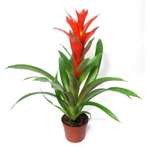 CÂY LAN ĐUỐC ĐỎ, CÂY DỨA CẢNH NẾN ĐỎ CHUẨN GIỐNG F1