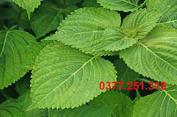 Hạt giống kinh giới lai f1 năng suất cao, ngắn ngày, dễ trồng – gói 5gram