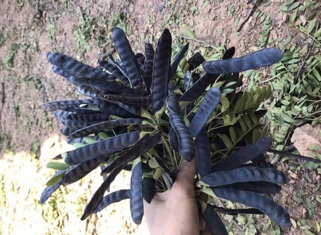 Bồ kết khô nguyên quả, dùng gội đầu, xông nhà, khử mùi, 0.5 kg