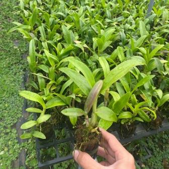 Combo 10 cây giống hoa lan Dendro