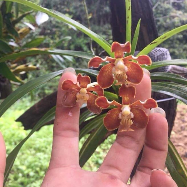 Lan Vanda thơm 1 cây