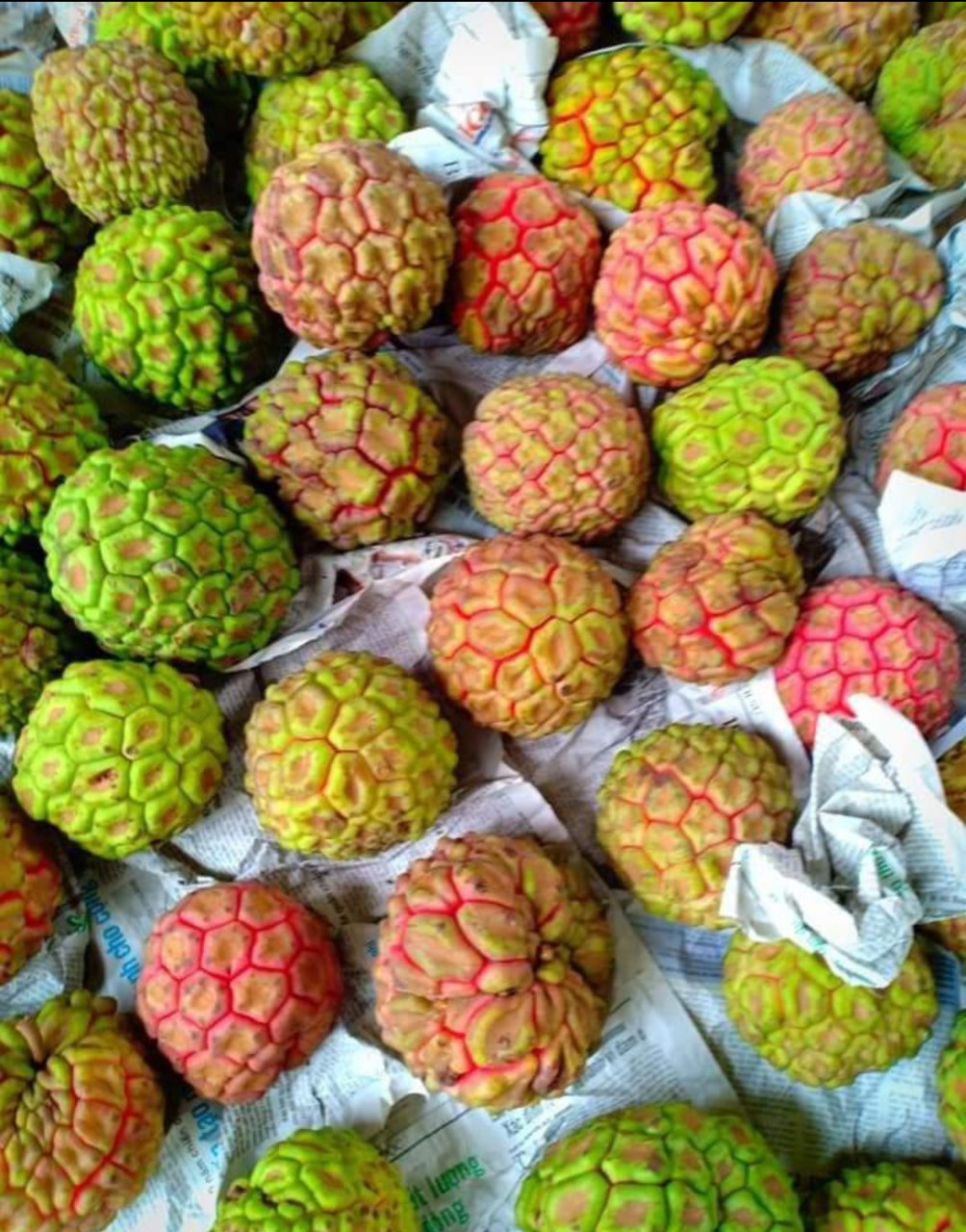 Na rừng đặc biệt chỉ gửi miền bắc