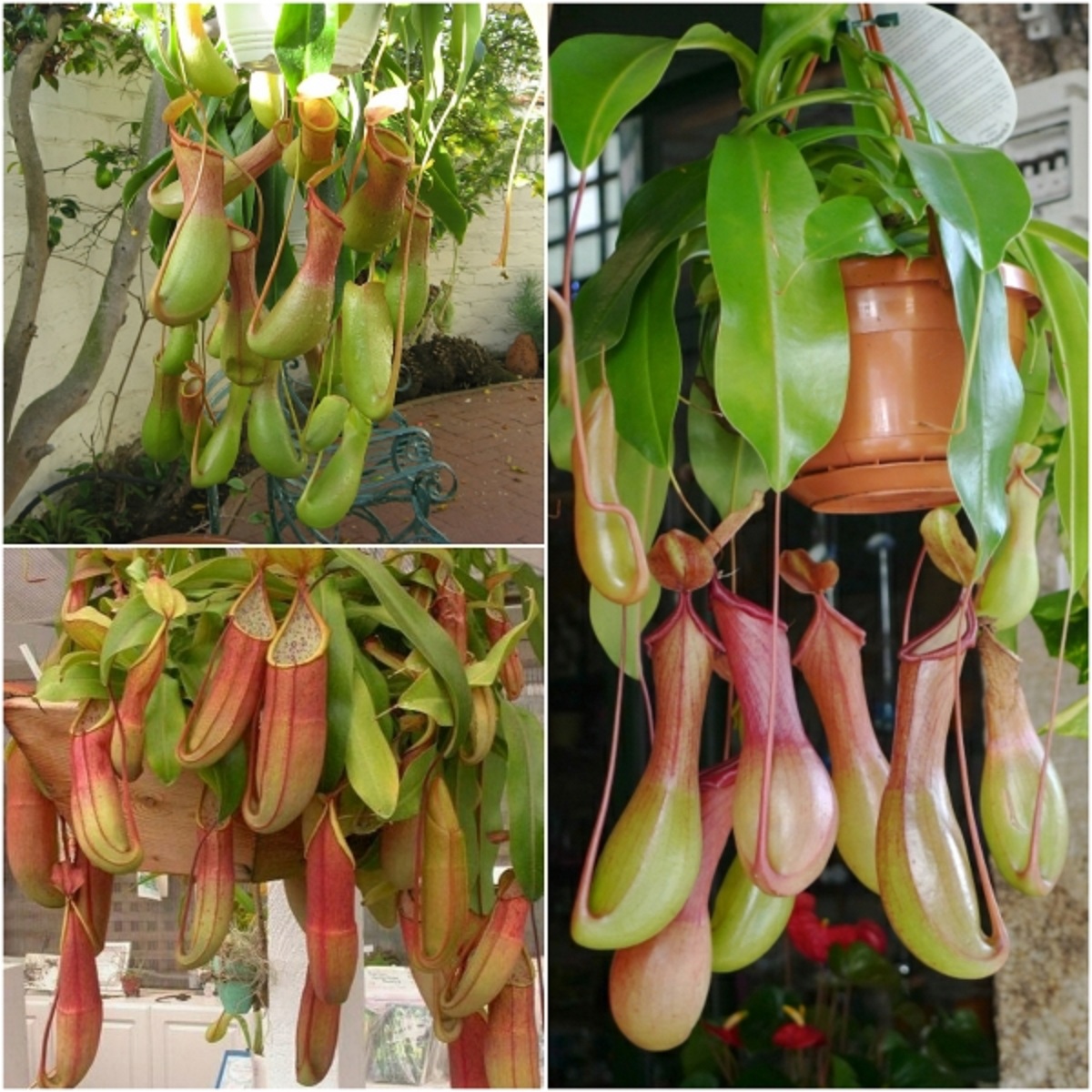 Hạt giống cây bắt mồi nắp ấm/gói 10 hạt-tặng kèm 3 viên nén ươm hạt