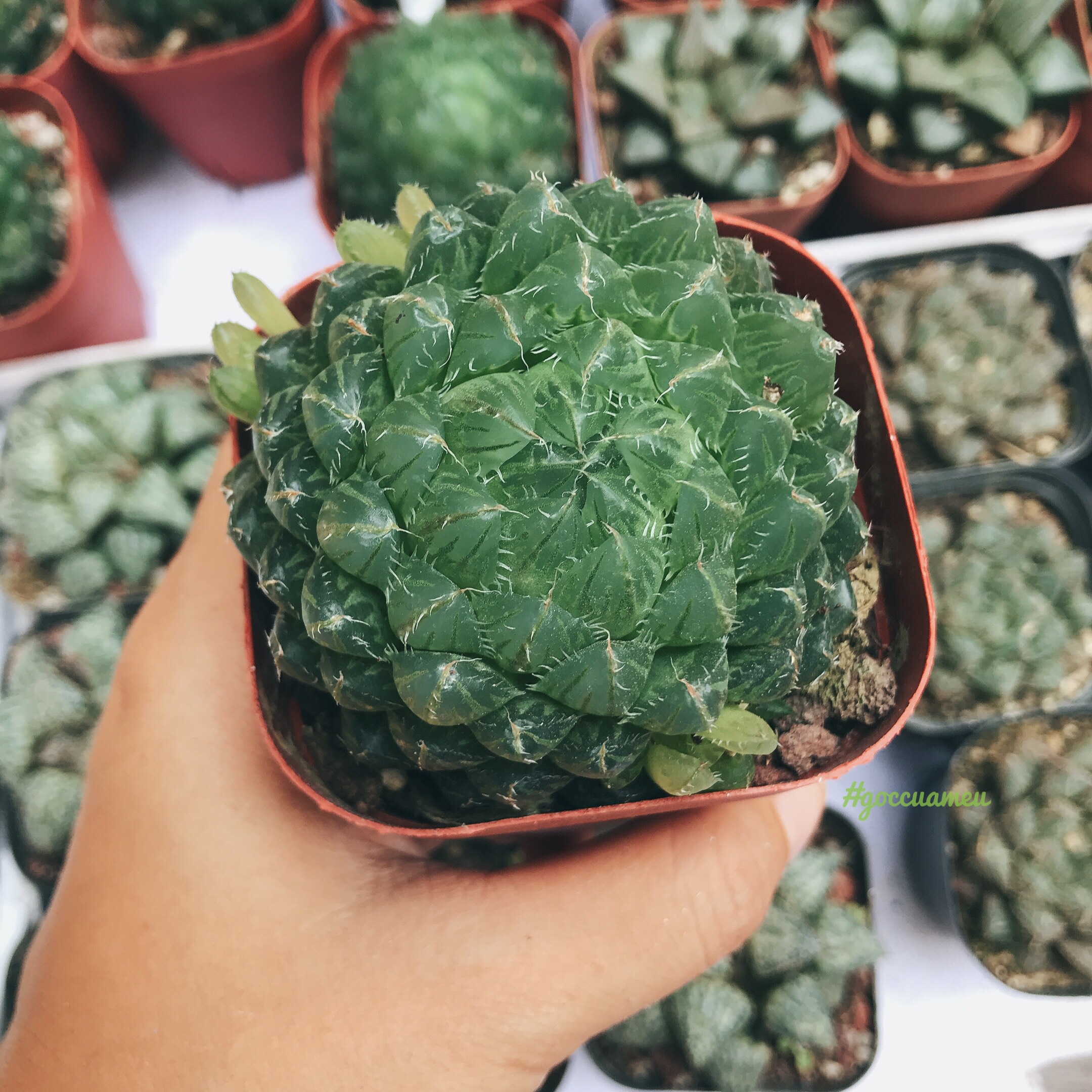 Sen đá Haworthia dạ quang