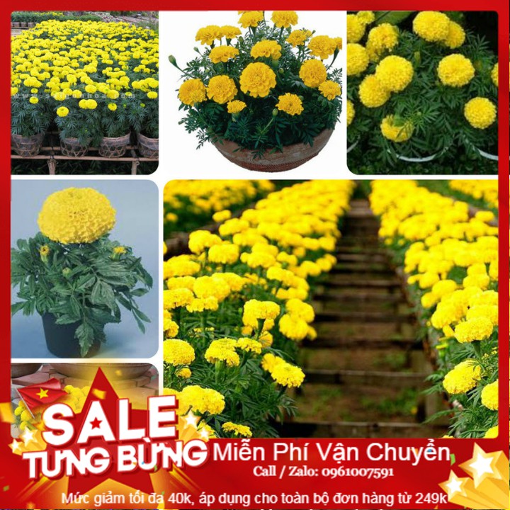 Hạt giống hoa cúc vạn thọ mỹ - 50 hạt