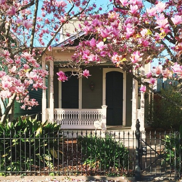 Cây Hoa Mộc Lan đang nụ hoa to siêu thơm