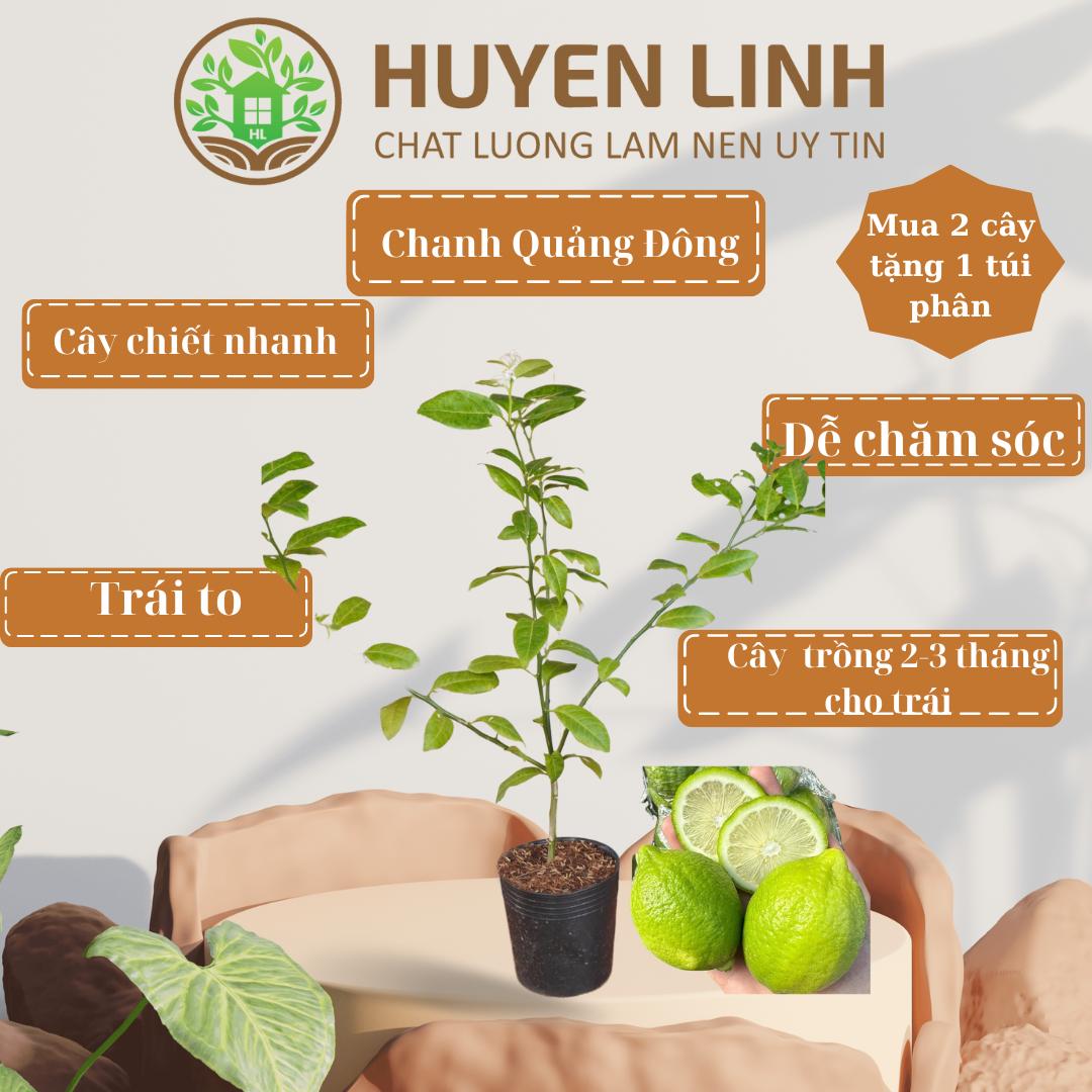 Cây Chanh Quảng Đông, Cây Chiết, Chanh Nước Hoa, Huyền Linh Garden