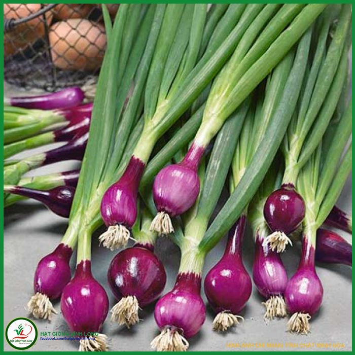Hạt giống Hành lá gốc tím RĐ 938 - 2g