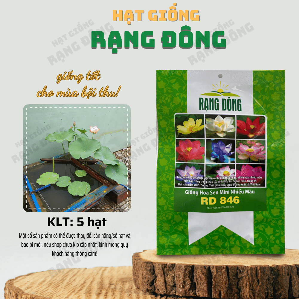 Hạt giống Hoa Sen Mini Nhiều Màu Rd 846 tỷ lệ nảy mầm cao, trồng quanh năm - Hạt giống Rạng Đông