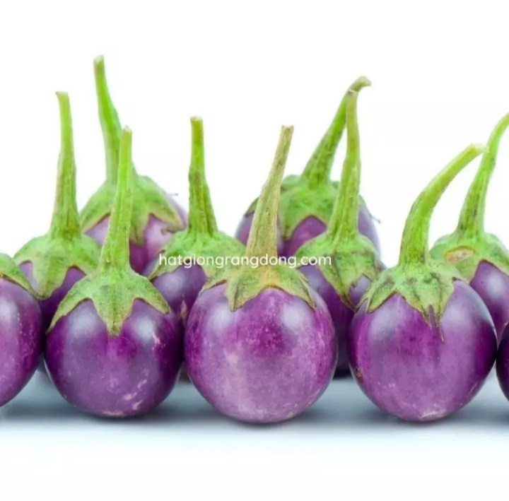 Hạt giống cà pháo tím 2gram