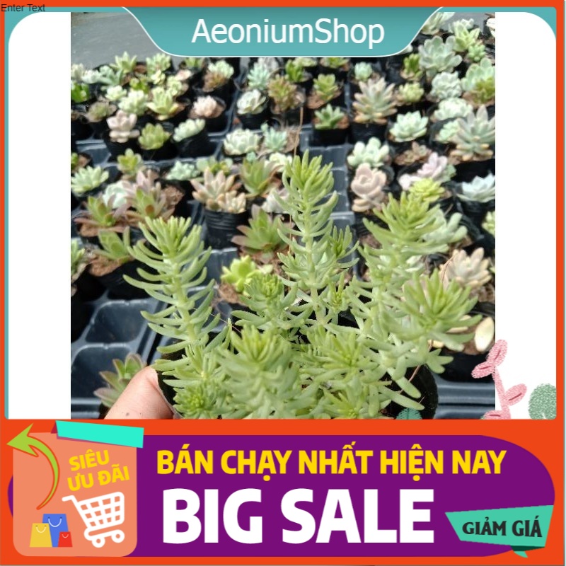 Sen đá sedum xanh mới mini, xuất xứ đà lạt, lỗi 1 đổi 1 ❣