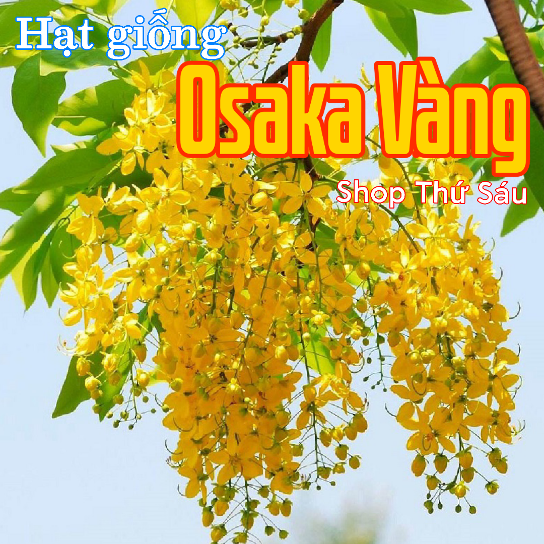 Hạt giống hoa Osaka Vàng. Mai Hoàng Yến. Mai Hoàng Hậu. Hoa Bò cạp vàng....