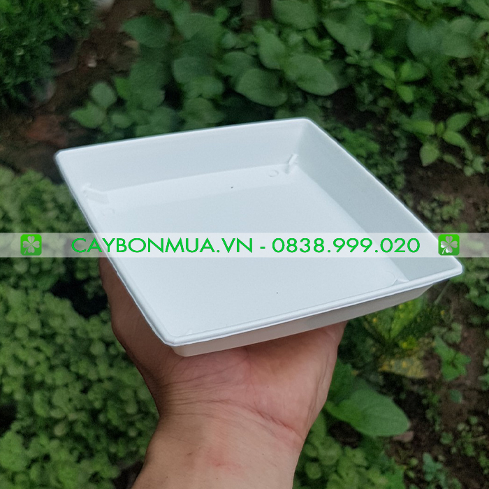 Đĩa nhựa trắng cao cấp - Đĩa loại dày - Đĩa nhựa hình vuông