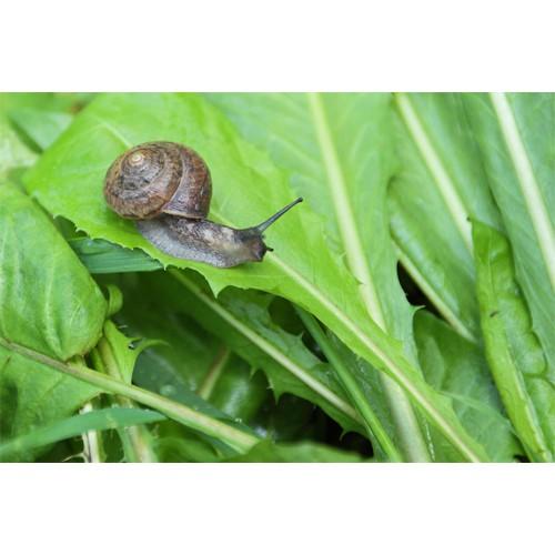 BẢ SÊN_DIỆT SÊN HIỆU QUẢ KHÔNG ĐỘC HẠI CHO NGƯỜI VÀ VẬT NUÔI