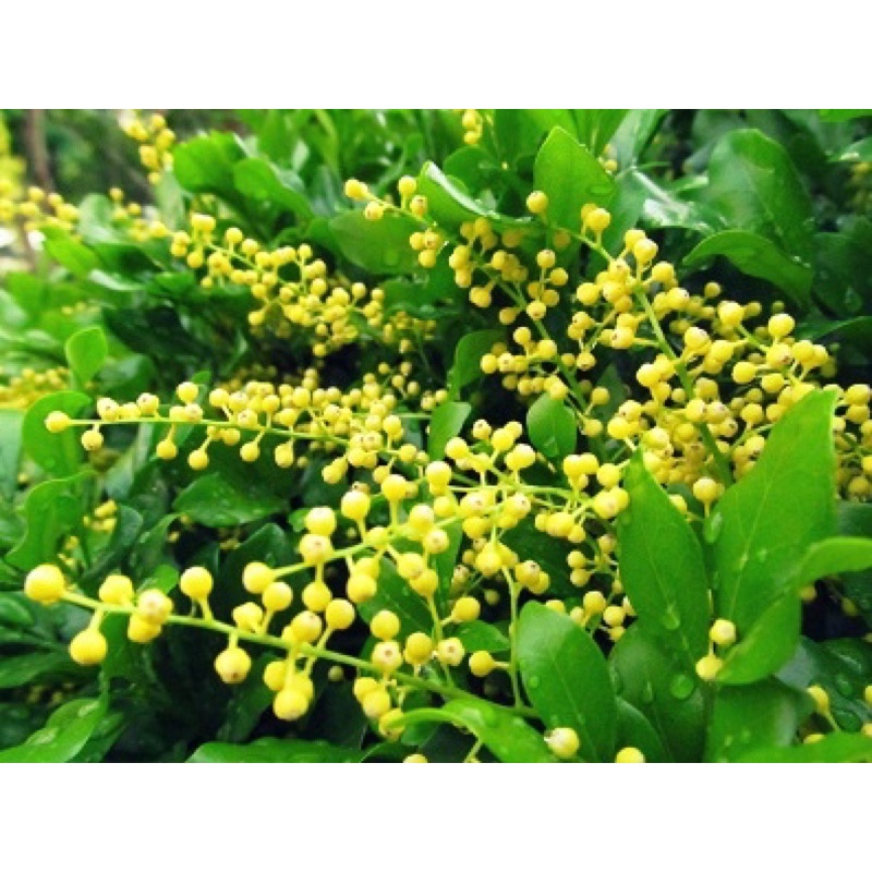 Cây hoa ngâu giống, rễ mạnh