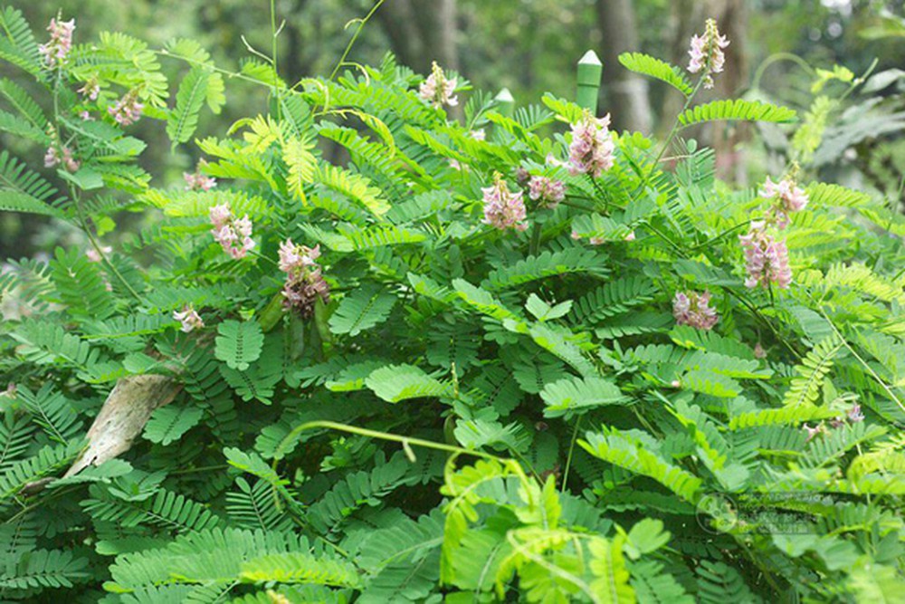 Hạt giống cam thảo dây - gói 50 hạt