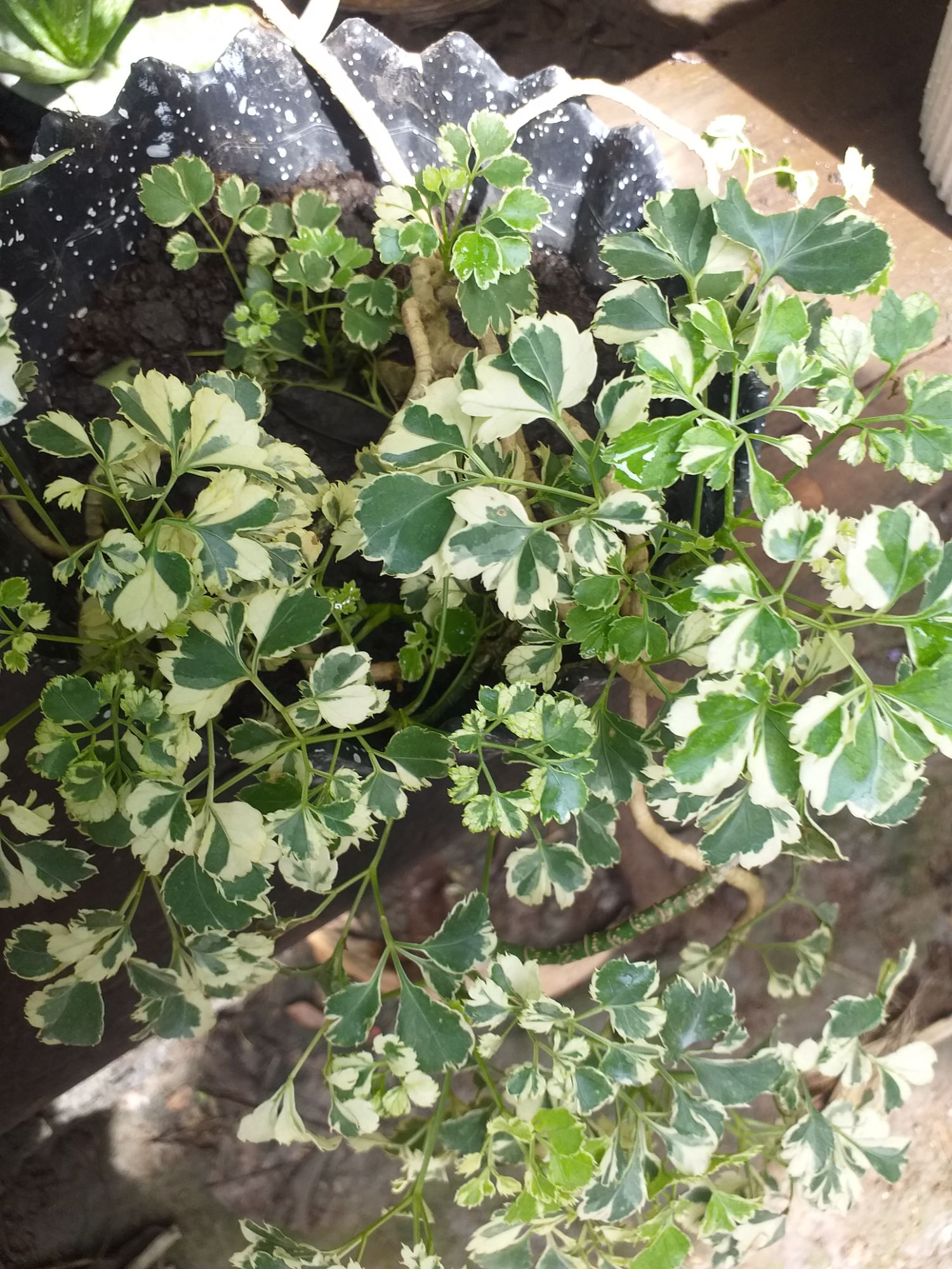 cây đinh lăng cẩm thạch