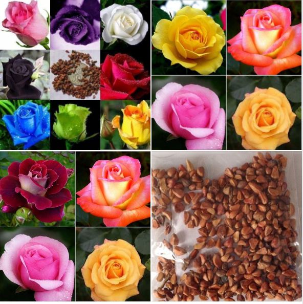 Hạt giống hoa hồng hà lan mix