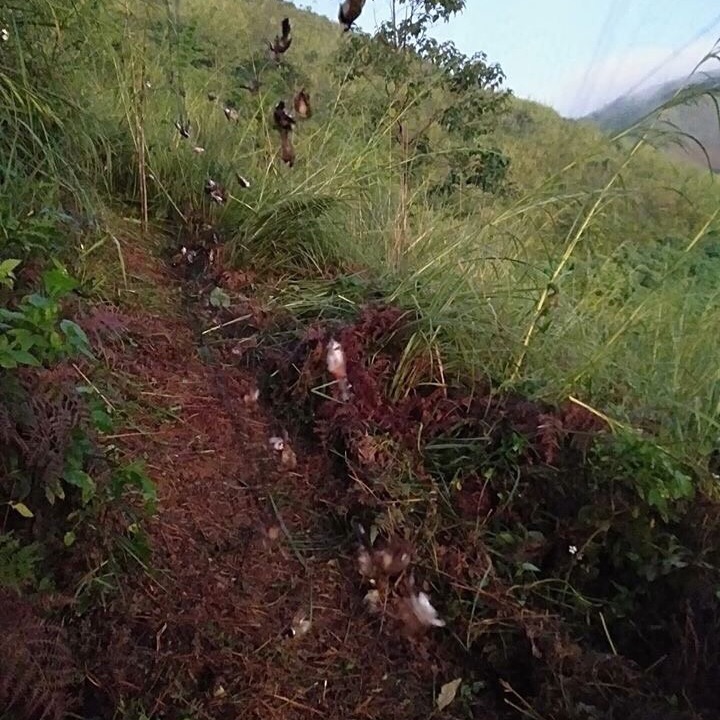 20m mắt lưới 3p cao 5m 5 dây 4 túi bẫy tất cả các loại chim như: ri ,sẻ ,sâu ,khuyên ....lưới thái lan đã nhuộm tàng hình màu đen