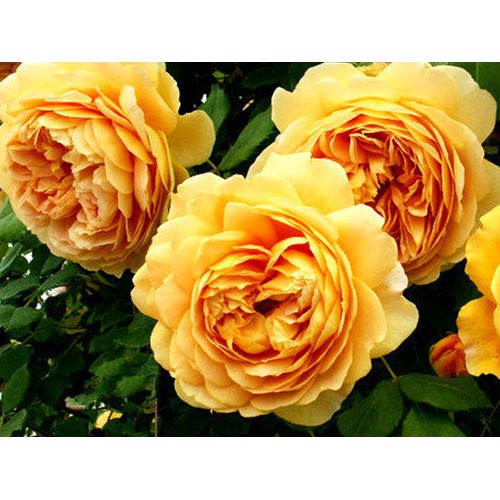 20 Hạt Giống Hoa Hồng Leo Vàng