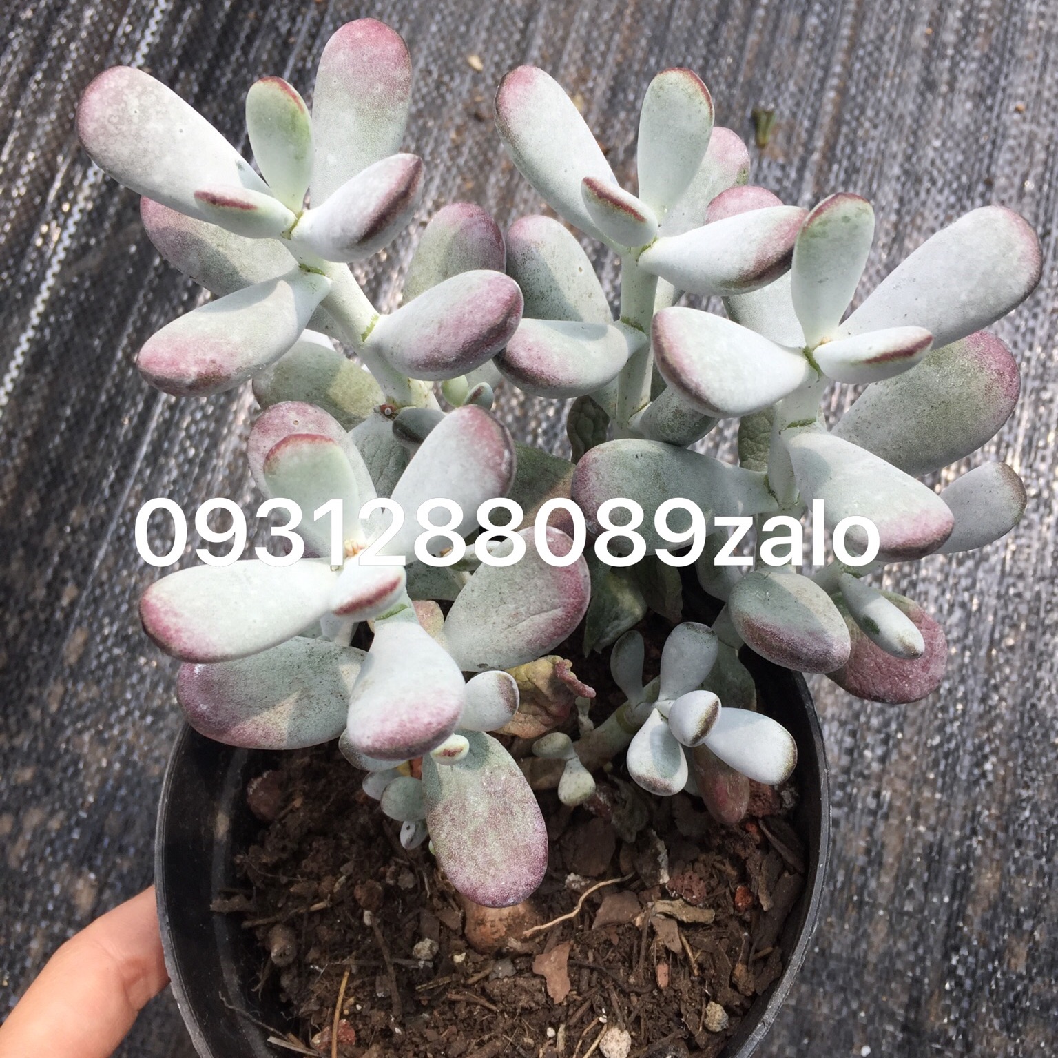 Cây sen đá sỏi tím