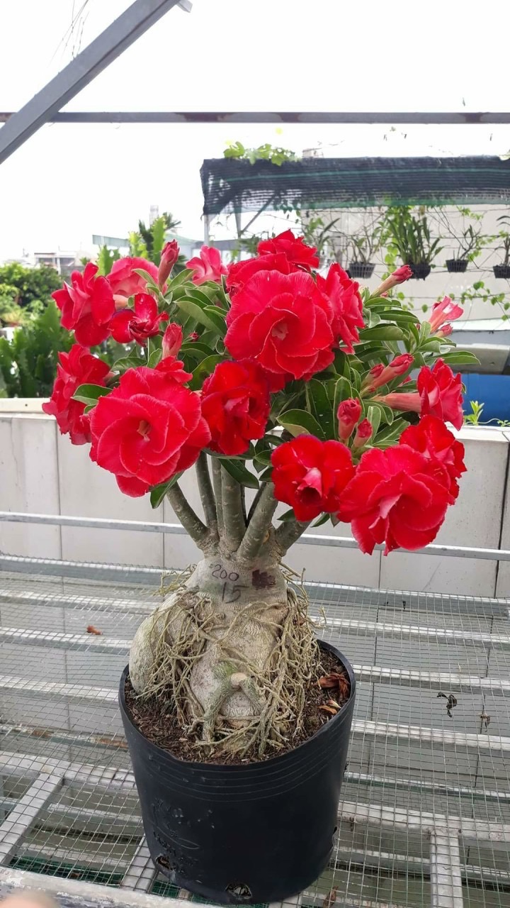 Cây hoa sứ ghép hoa cánh kép nhiều màu, củ to cỡ viên gạch